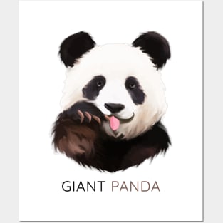 Giant panda (Ailuropoda melanoleuca) Posters and Art